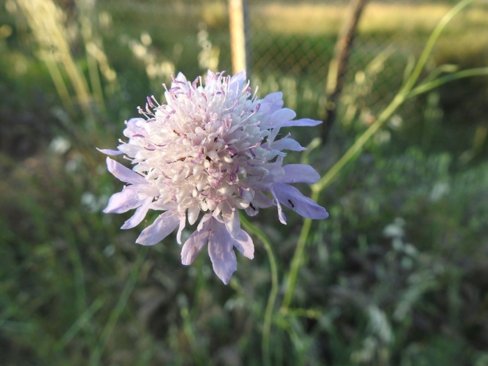 Scabiosa atropurpurea image