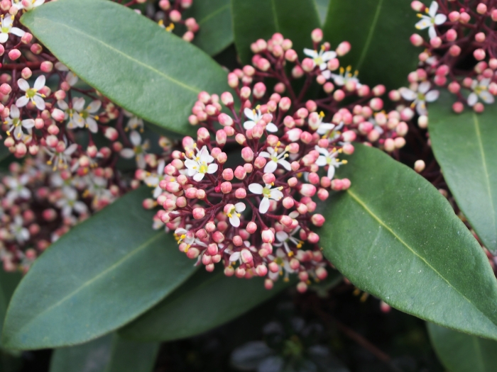 Skimmia japonica image