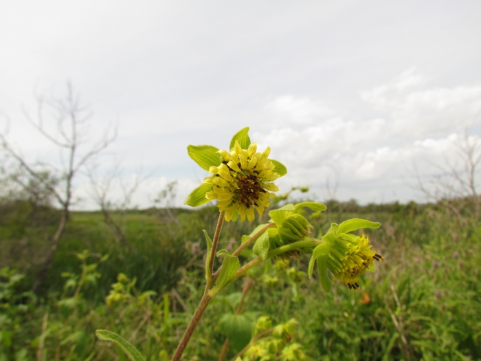 Smallanthus connatus image