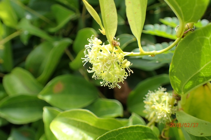 Smilax anceps image