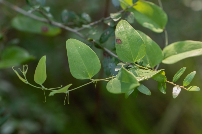 Smilax glauca image