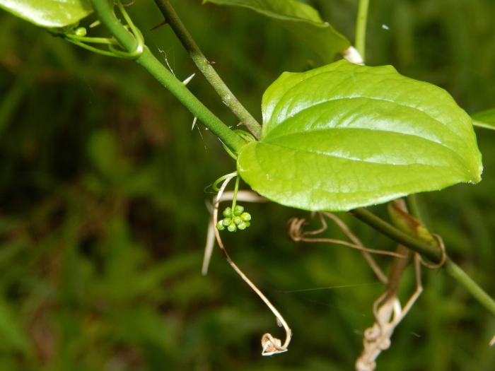 Smilax hispida image