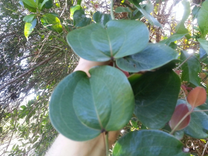 Smilax sebeana image