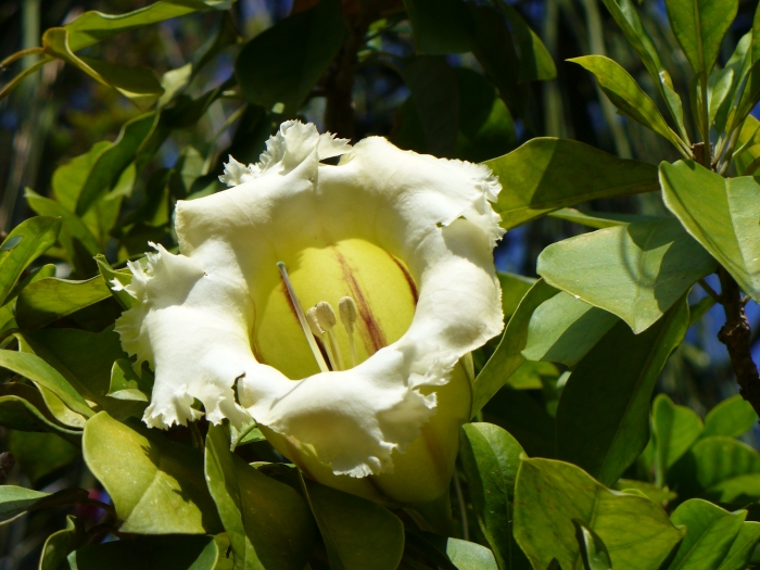 Solandra grandiflora image