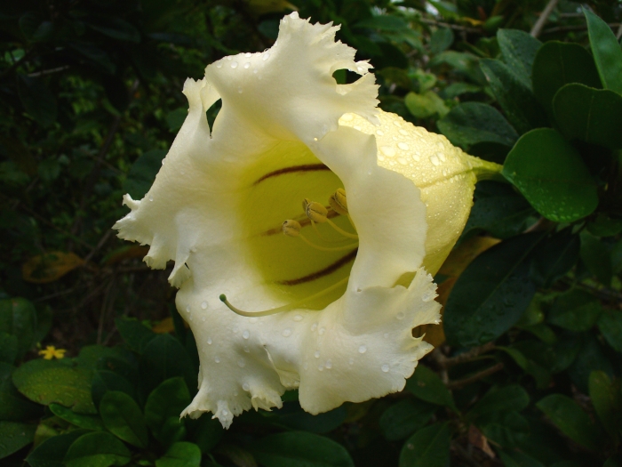 Solandra longiflora image