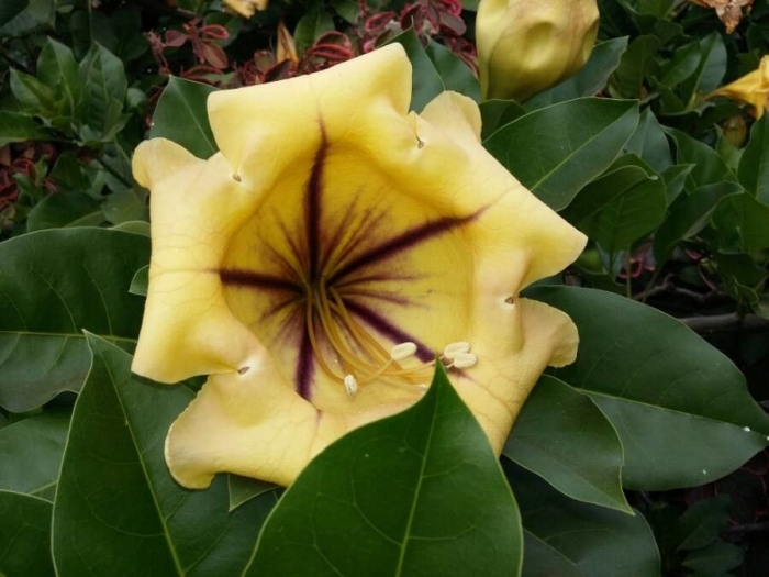 Solandra maxima image
