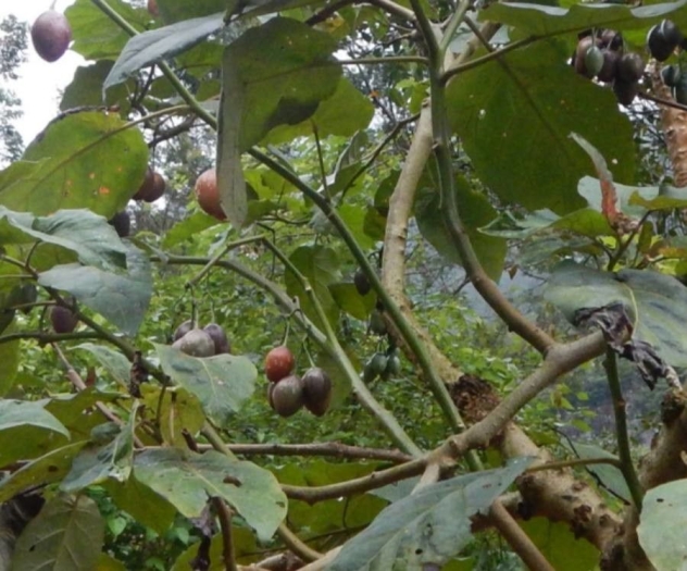 Solanum betaceum image