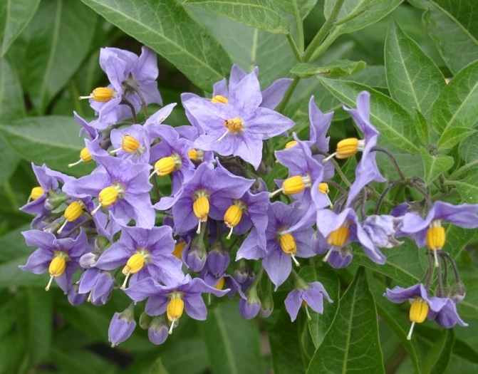 Solanum crispum image