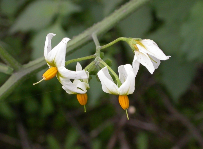 Solanum douglasii image