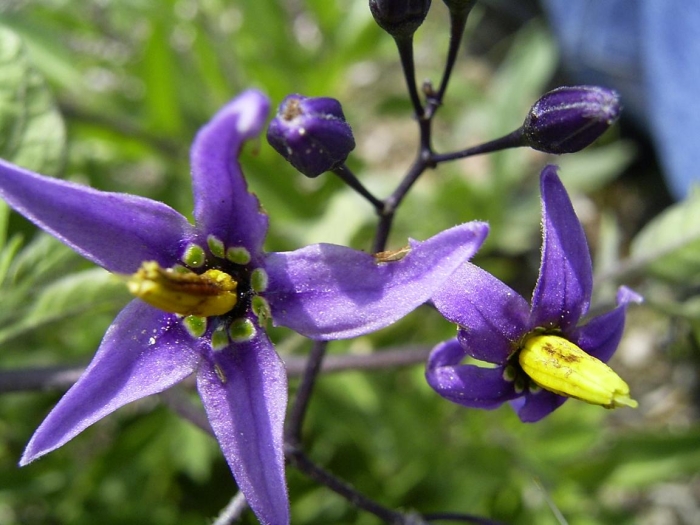 Solanum dulcamara image