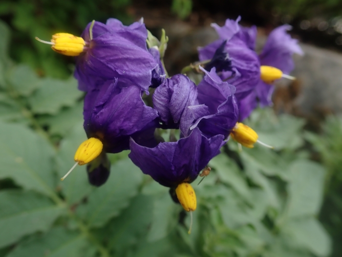 Solanum etuberosum image