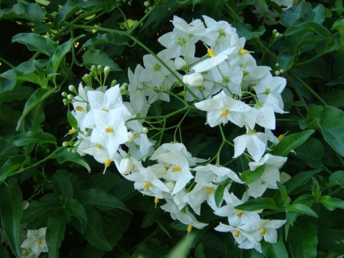 Solanum laxum image