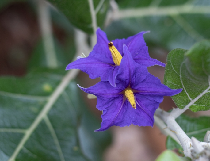 Solanum lycocarpum image