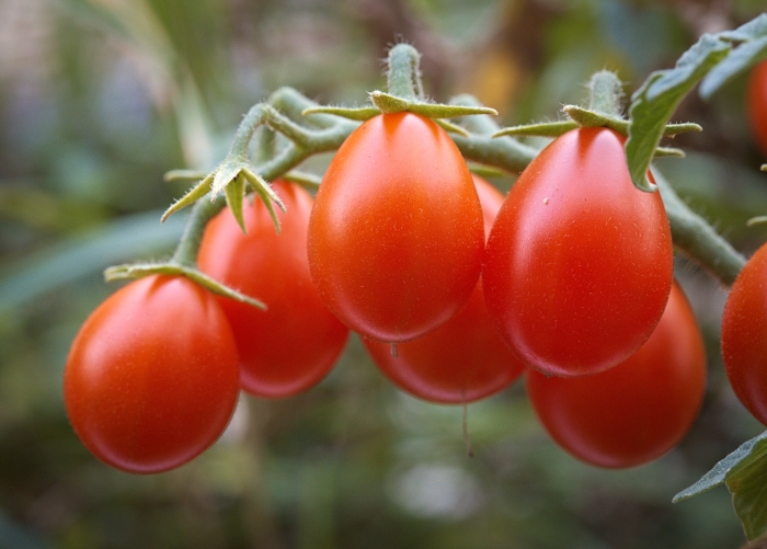 Solanum lycopersicum image