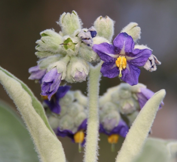 Solanum mauritianum image