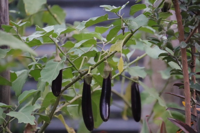 Solanum melongena image
