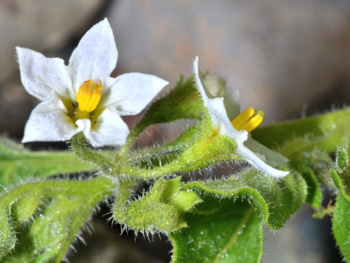Solanum physalifolium image