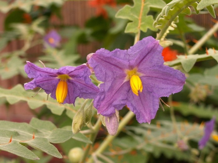Solanum pyracanthos image