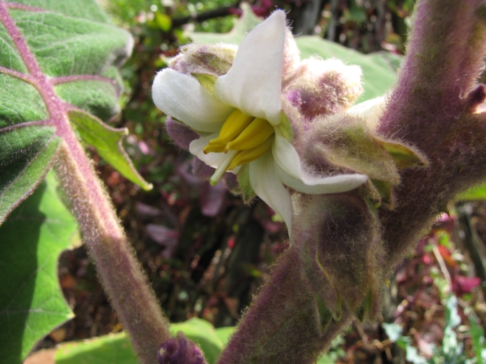 Solanum quitoense image