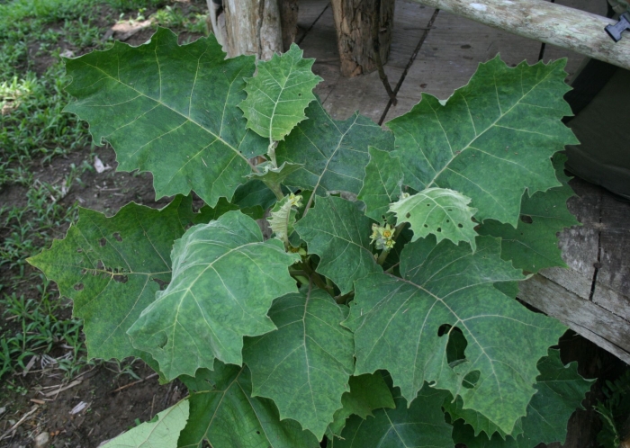 Solanum sessiliflorum image