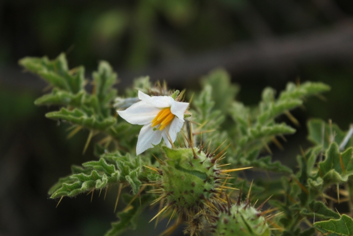 Solanum sisymbriifolium image