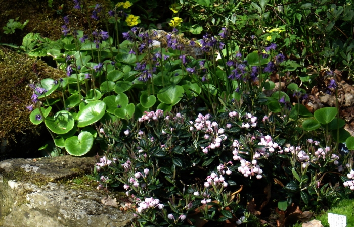 Soldanella villosa image