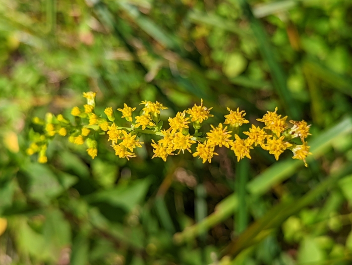 Solidago arguta image