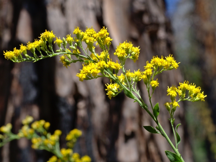 Solidago californica image