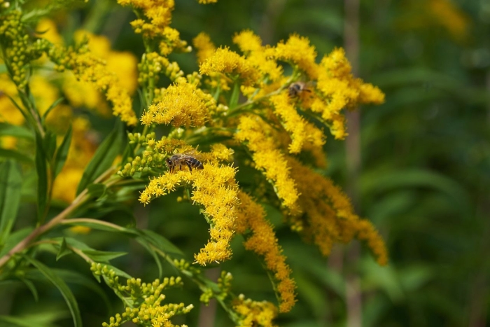 Solidago canadensis image