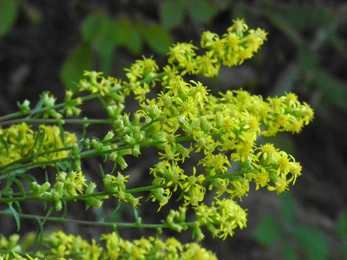 Solidago erecta image