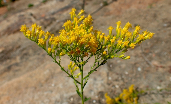 Solidago gattingeri image