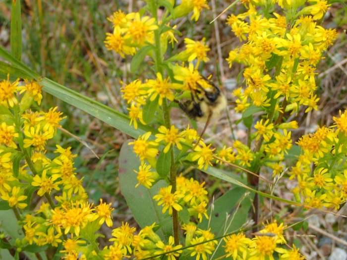 Solidago hispida image
