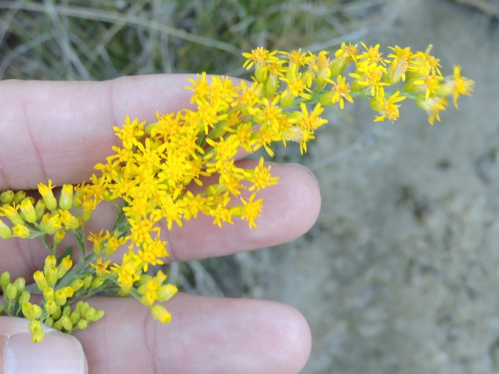 Solidago juliae image