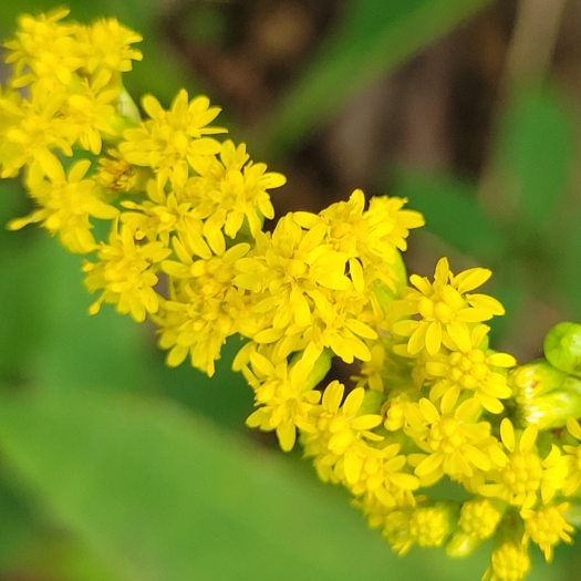 Solidago latissimifolia image