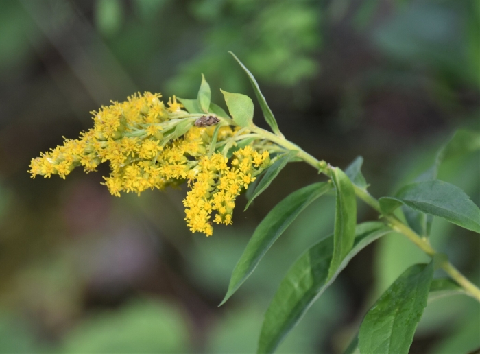 Solidago lepida image