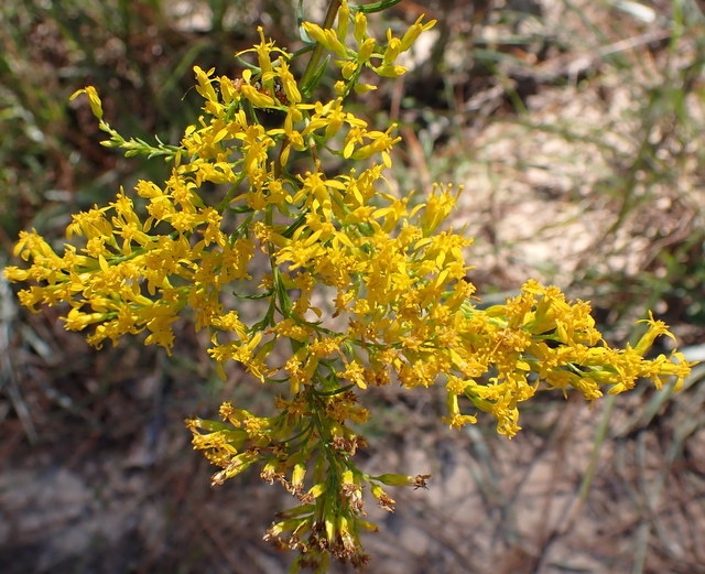 Solidago odora image