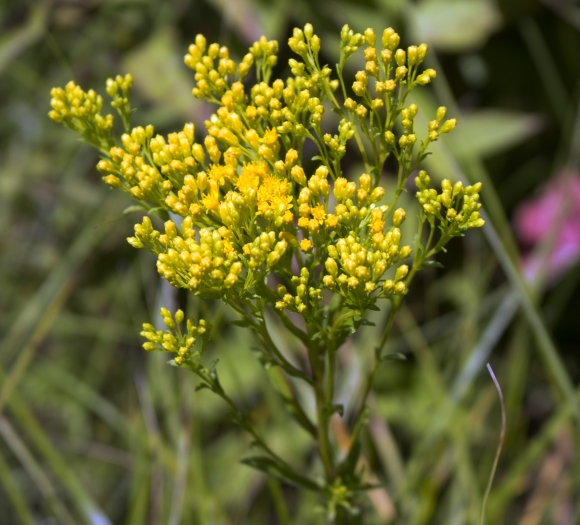 Solidago ohioensis image