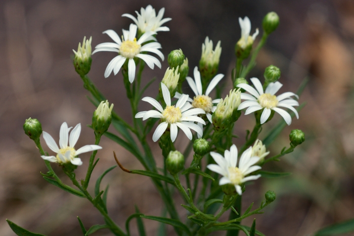 Solidago ptarmicoides image