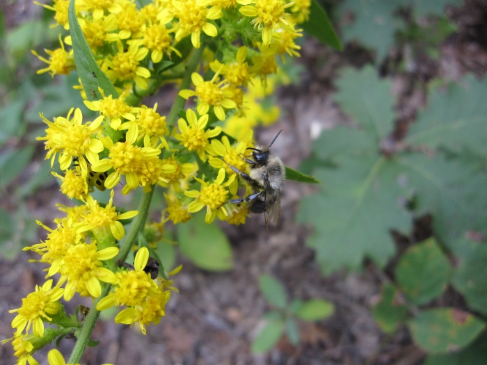Solidago radula image