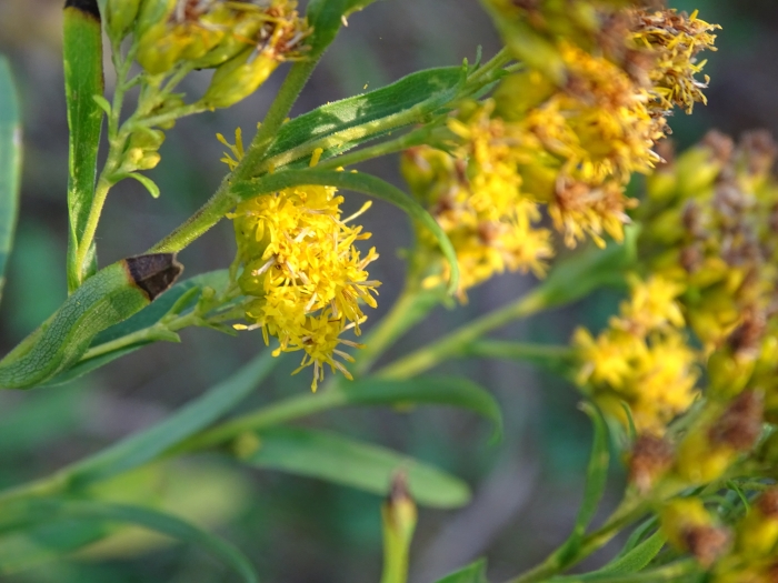 Solidago riddellii image