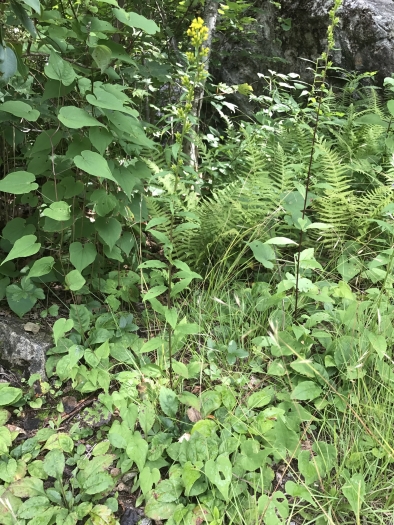 Solidago roanensis image
