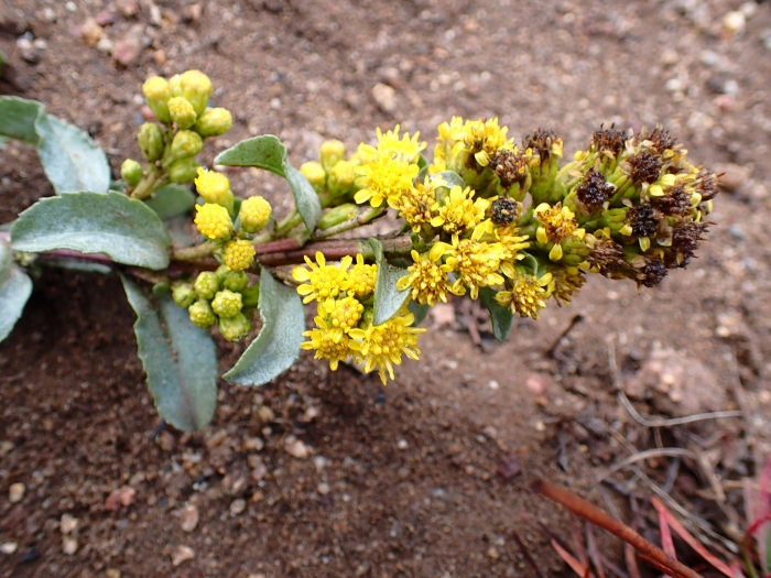 Solidago spathulata image
