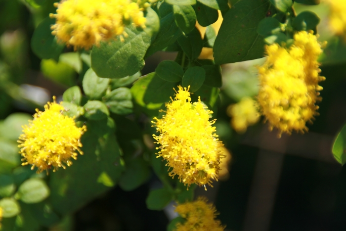 Solidago sphacelata image