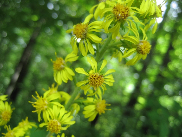 Solidago squarrosa image