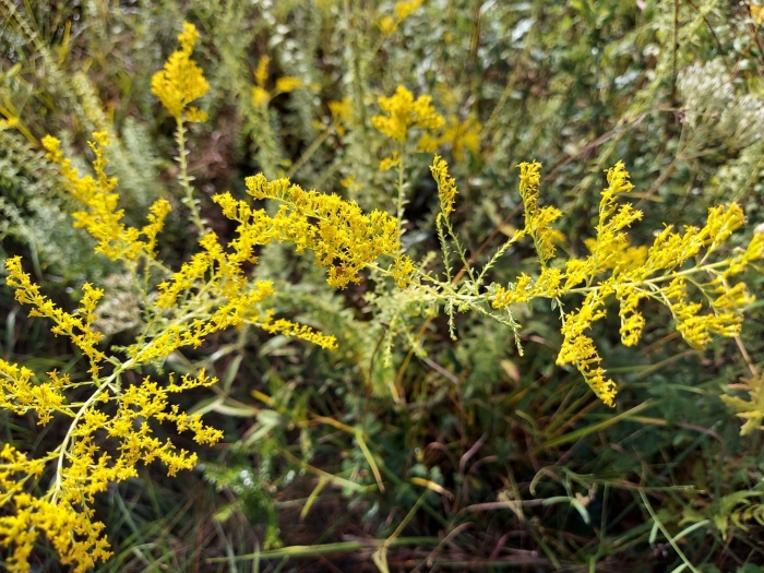 Solidago tortifolia image