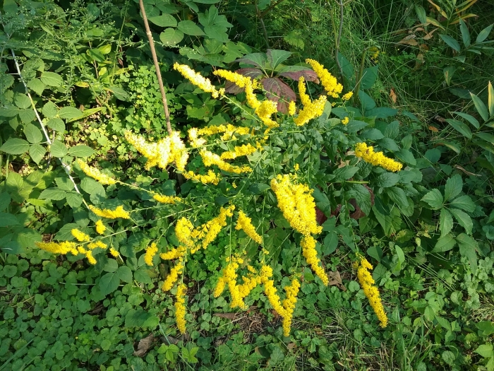 Solidago ulmifolia image