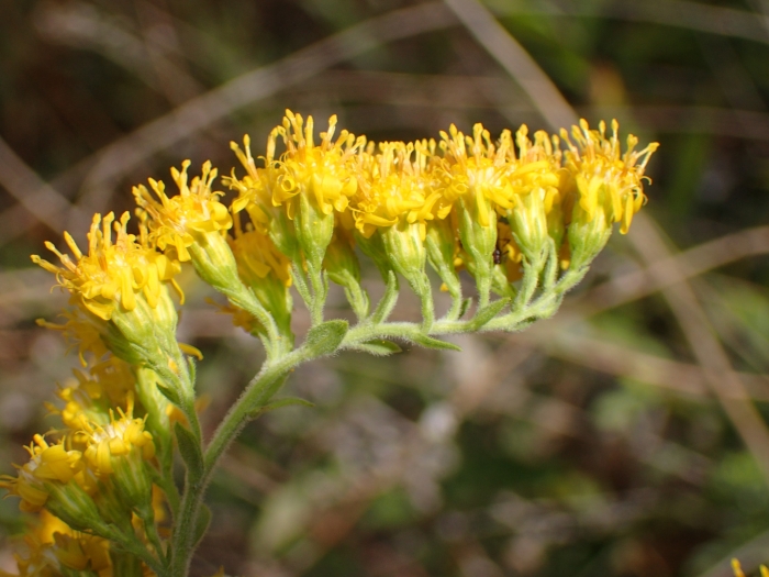 Solidago velutina image