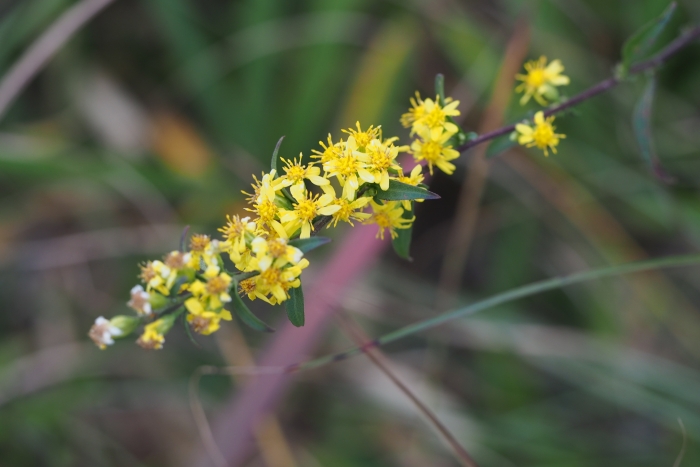Solidago virgaurea image
