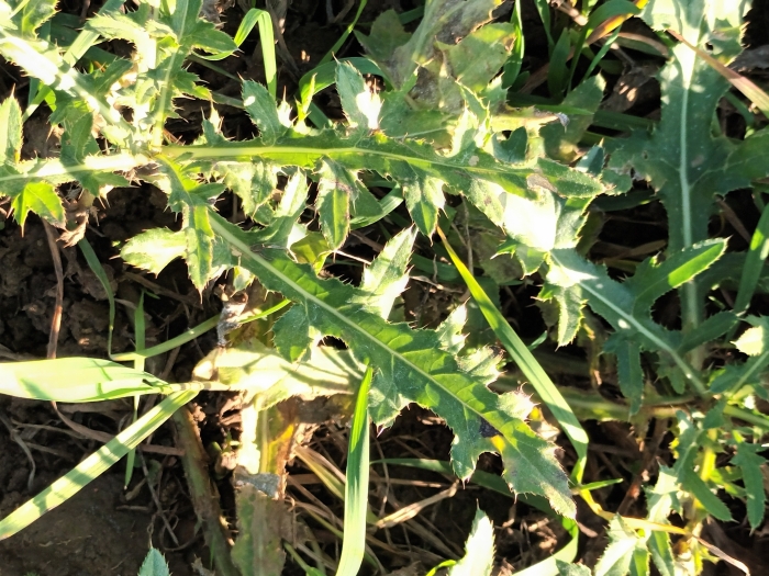 Sonchus arvensis image