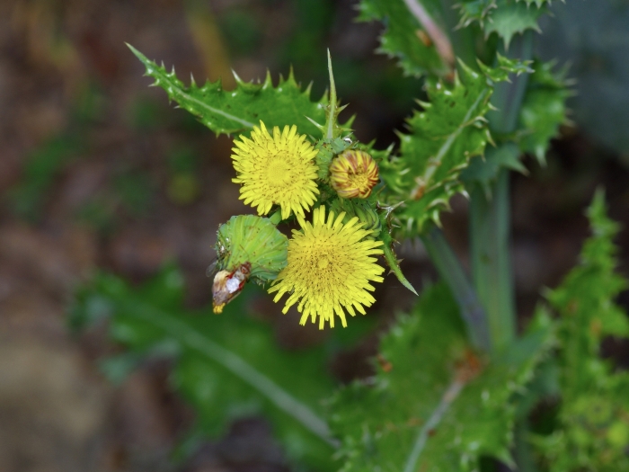 Sonchus asper image
